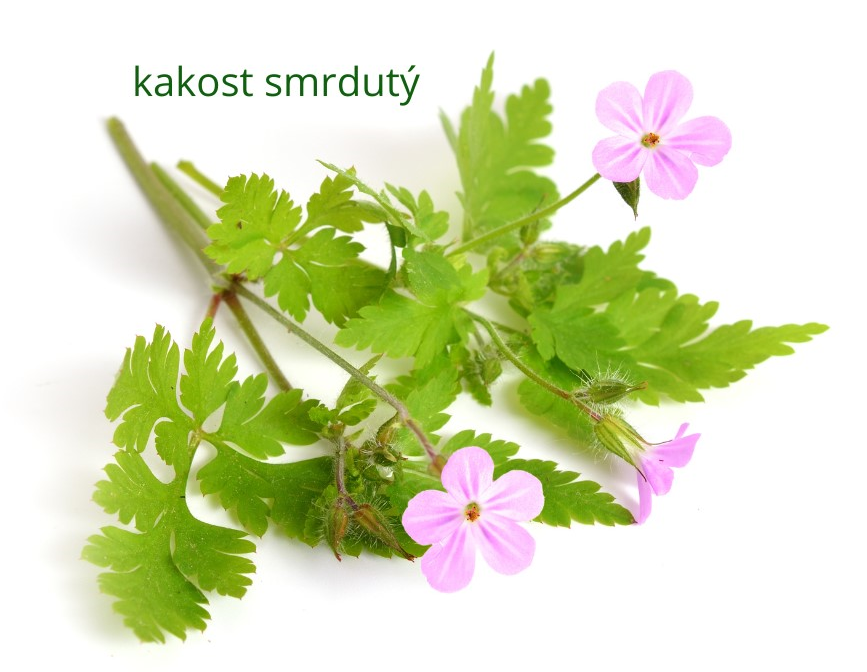 Kakost smrdutý
